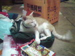 2004年11月03日撮影
