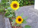 2004年11月13日撮影