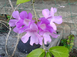 2004N1211Be