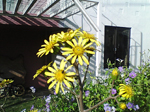 2004N1211Be