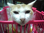 2004N1214Be