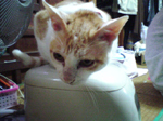 2004N1227Be