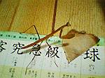 2004N0704Be