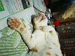 2004N0817Be