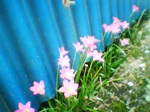 2004年09月11日撮影