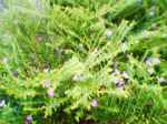2004年09月11日撮影