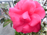 2005N0131Be