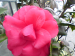 2005N0131Be