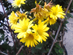 2005N0131Be