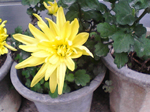2005N0131Be