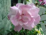 2005N0131Be