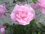 2005N0131Be