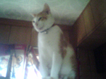 2005N0205Be