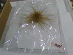 2005N0219Be