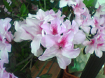 2005N0306Be