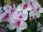 2005N0306Be
