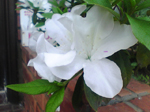 2005N0306Be