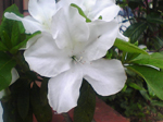 2005N0306Be