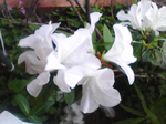 2005N0306Be
