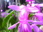2005N0306Be