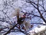 2005N0402Be