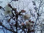 2005N0402Be
