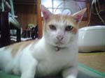 2005N0430Be