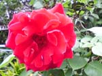 2005N0506Be