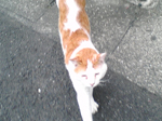 2005N0509Be