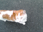 2005N0509Be