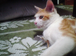 2005N0802Be