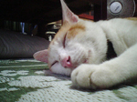 2005N0802Be