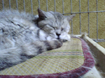 2005N0806Be