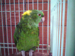 2005N0806Be