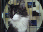 2005N0806Be