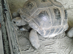 2005N0806Be