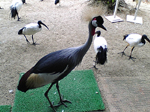 2005N0806Be