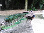 2005N0806Be