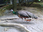2005N0806Be