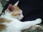 2005N0816Be