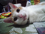 2005N0901Be