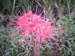 2005N0915Be