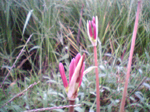 2005N0915Be