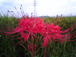 2005N0915Be