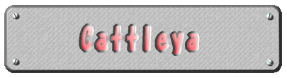Cattleya 