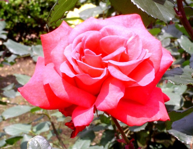 �o���ᔐ�̗t������