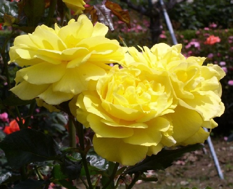 �o���ዞ���o������