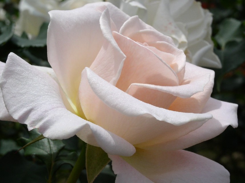 �o���ᔐ�̗t������