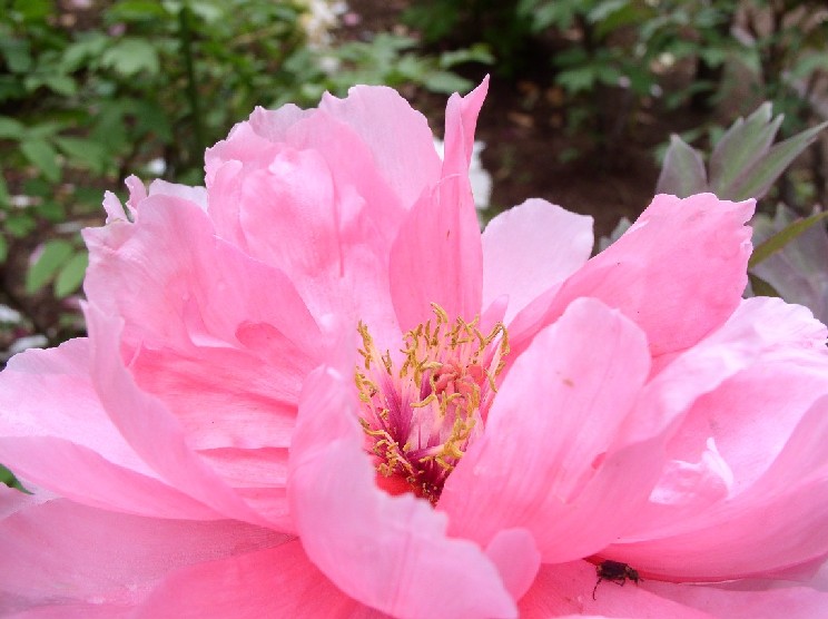 �{�^����ŎR�m������