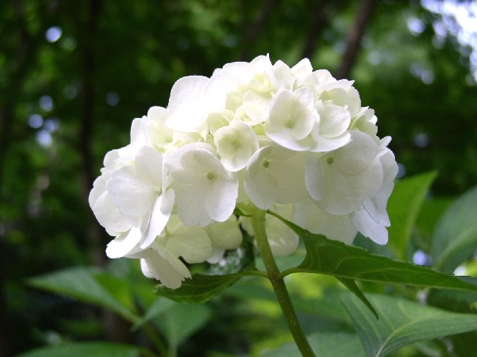 ���z�ԁ�{�y����